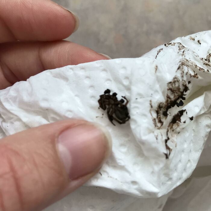 Found This Inside My Coffee Machine. I’ve Been Drinking Spider Coffee