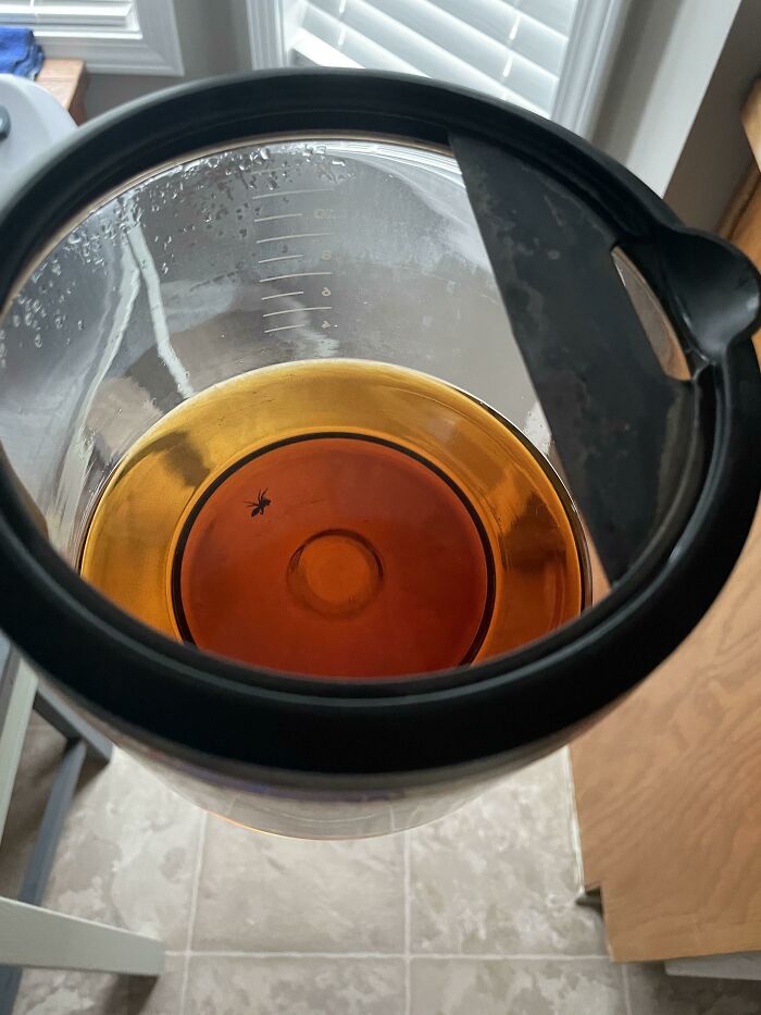 Found A Spider At The Bottom Of My Coffee Pot After Drinking My Morning Brew