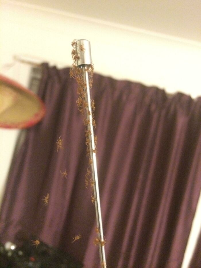 Walked Into A Spider-Web The Other Night. This Was At The End Of It...