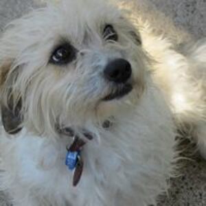 lesleythomas1 avatar