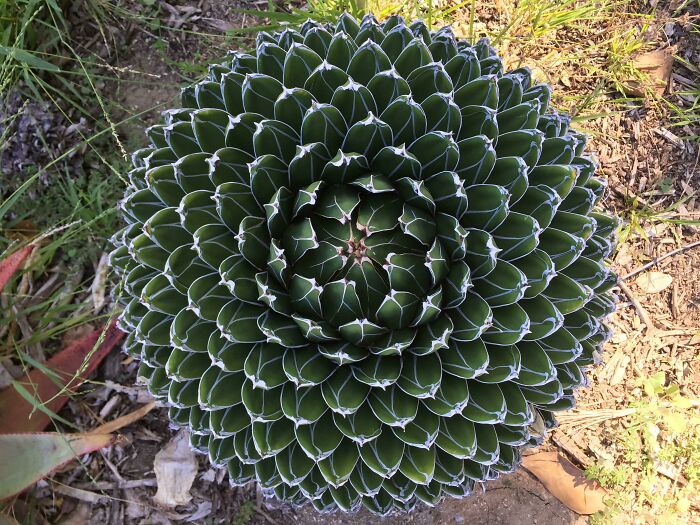 The Symmetry Of The Leaves On This Plant