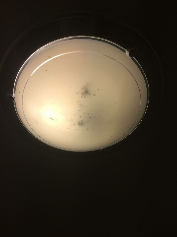 Large UK House Spider Got Into My Toilet Light And Then Died. Not Looking Forward To Bulb-Changing Day.