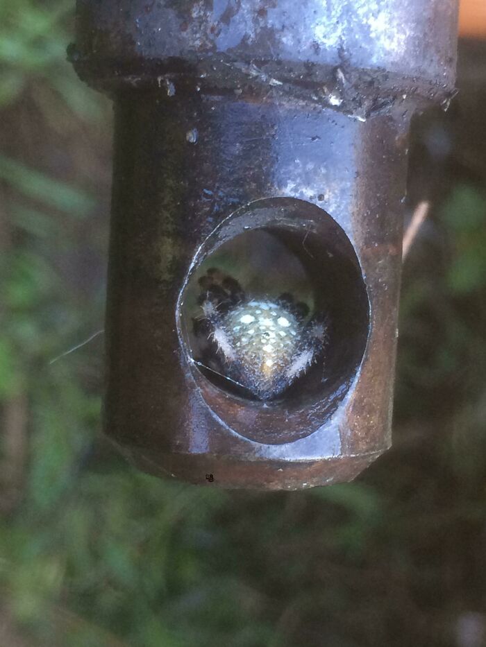 I Found A Spider In A Tractor Pin At Work Today