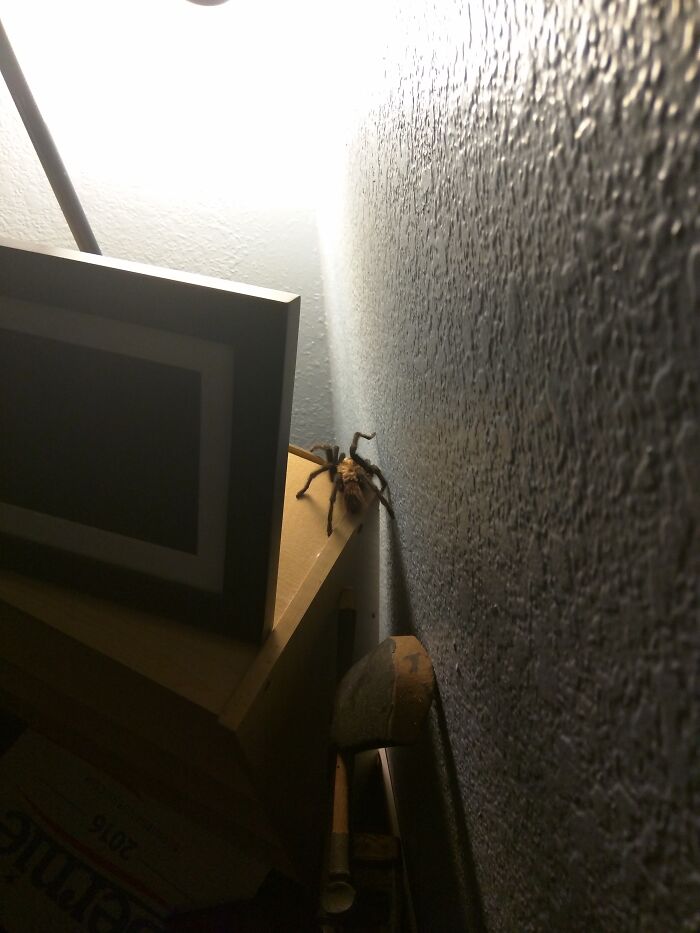 Found A Spider Bro Next To My Bed. Sorry No Banana For Scale.