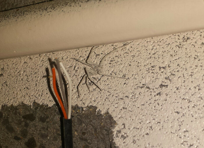 White Spider I Found Above A Ceiling In A School. He Blended In Perfectly With The White Wall.