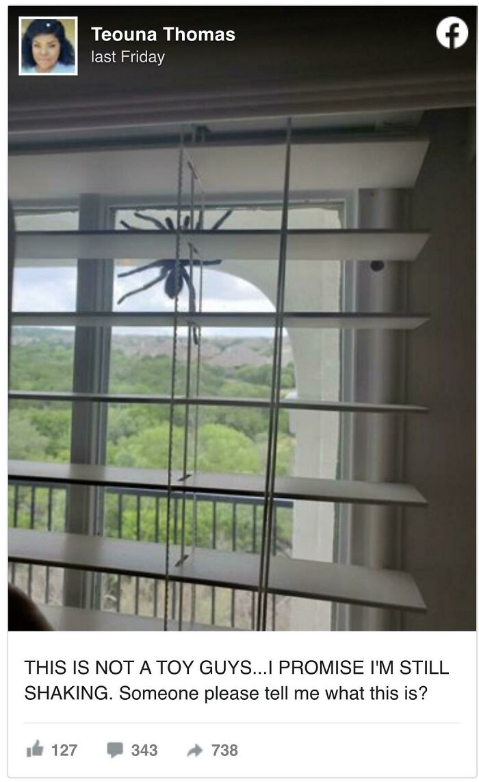 Held Hostage By A Giant Spider...