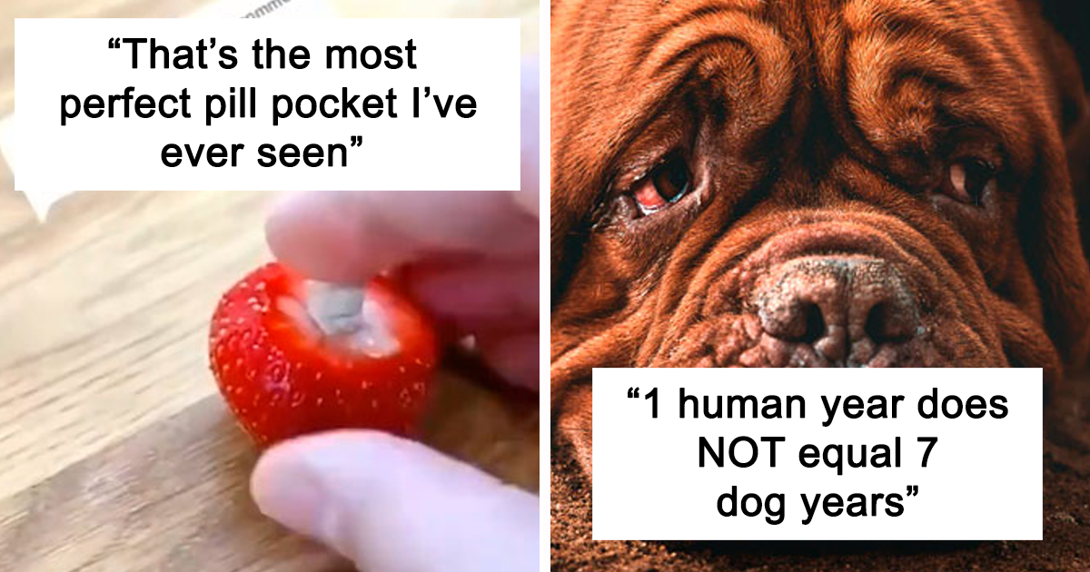 30 Useful And Lesser-Known Pet Care Tips By This Vet
