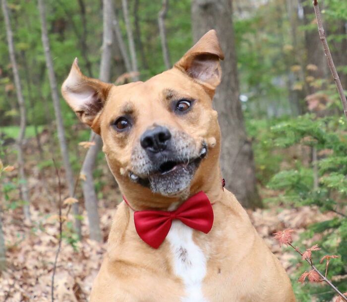 My Moms New Dog She Rescued - Buster Is His Name