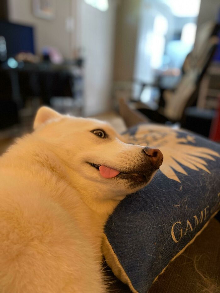 The Least Photogenic Husky Ever