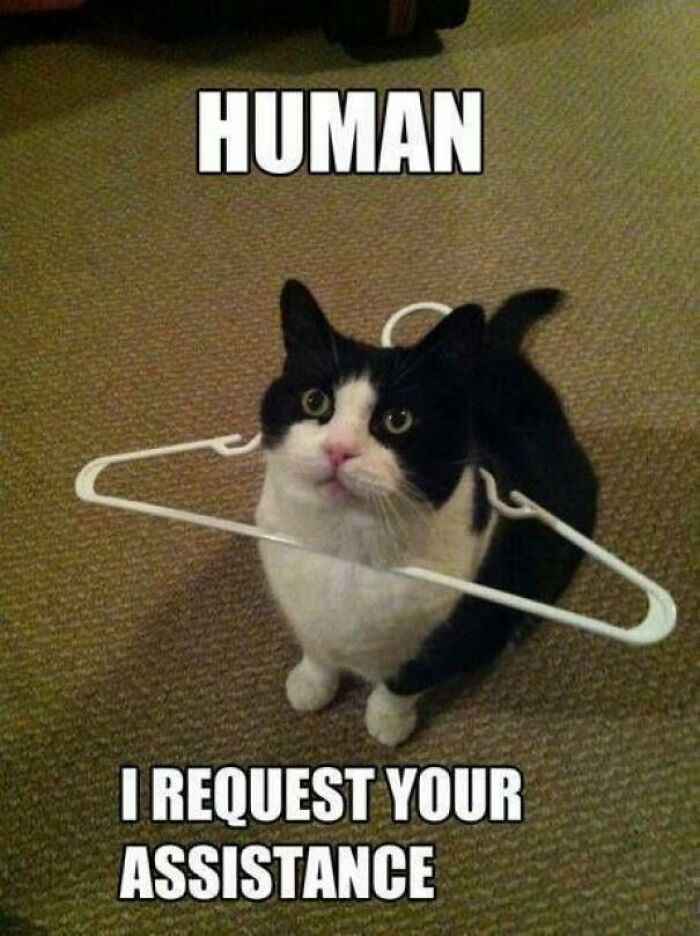 Please Help Me Hooman