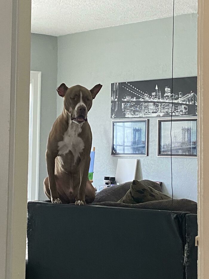 My Dog Has Learned Too Much From The Cat