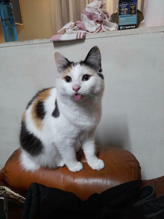 Such Cutes, Much Derps