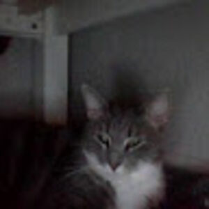 zarrahchester avatar