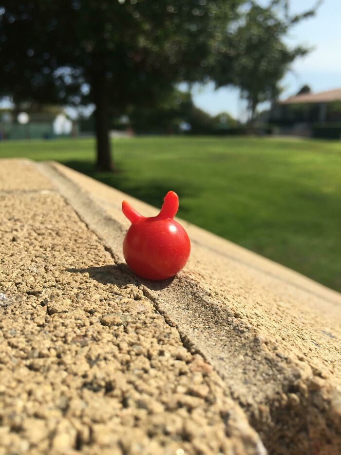 A Cherry Tomato That Looks Like It Has Horns Like Satan