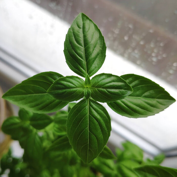 Basil Grows Quite Symmetrically