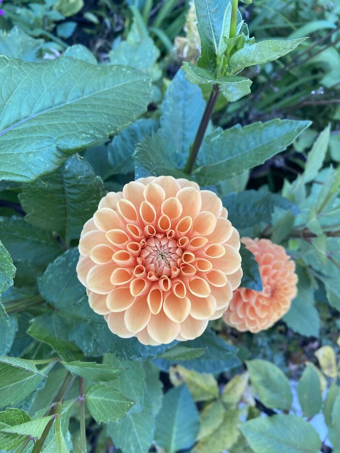 Here’s Another Flower