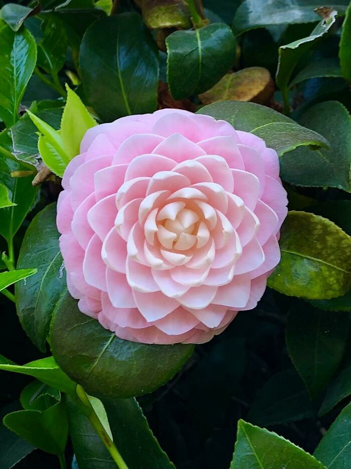 This Flower In My Garden