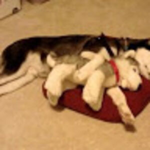 indahkurniawatiwiyono avatar