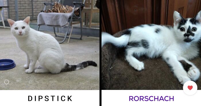 40 Hilariously-Creative Pet Names Shared By The “Petfinder Names” Twitter Page