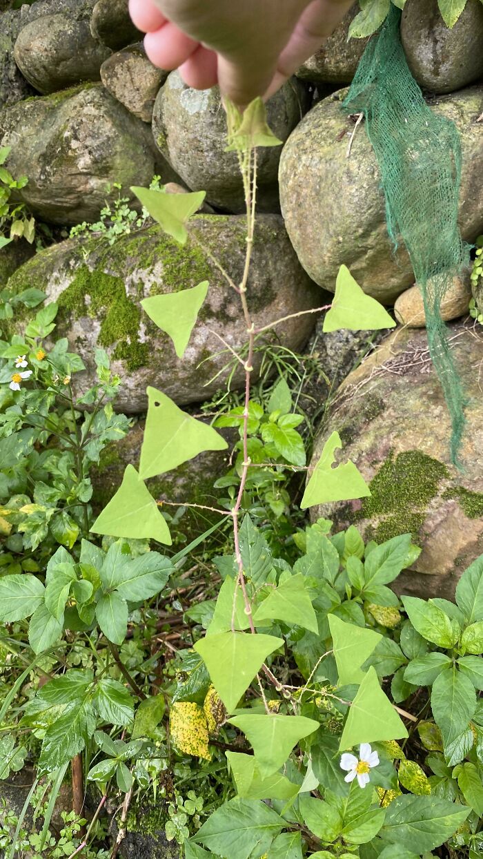 I Found These Wild Doritos Plants