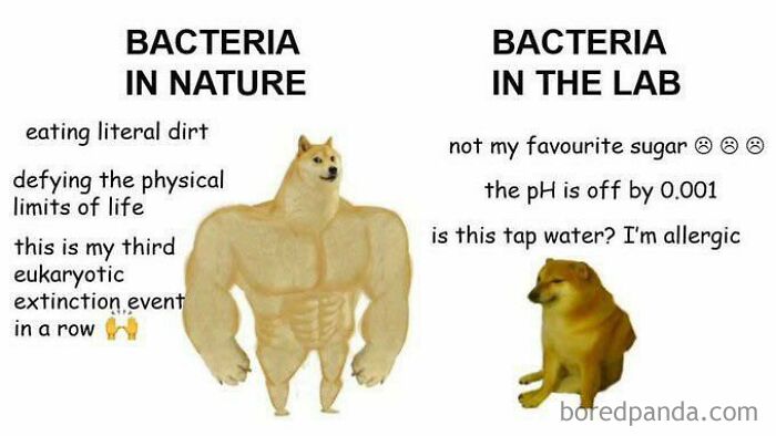 Clever science meme comparing robust bacteria in nature to fragile bacteria in the lab with humor.