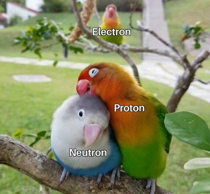 Three birds labeled as electron, proton, and neutron, illustrating a clever science meme with humor and knowledge.