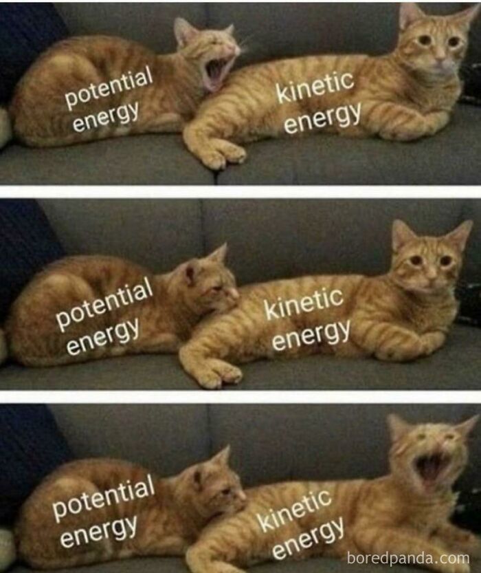 Two cats labeled as potential and kinetic energy humorously illustrate a science meme.