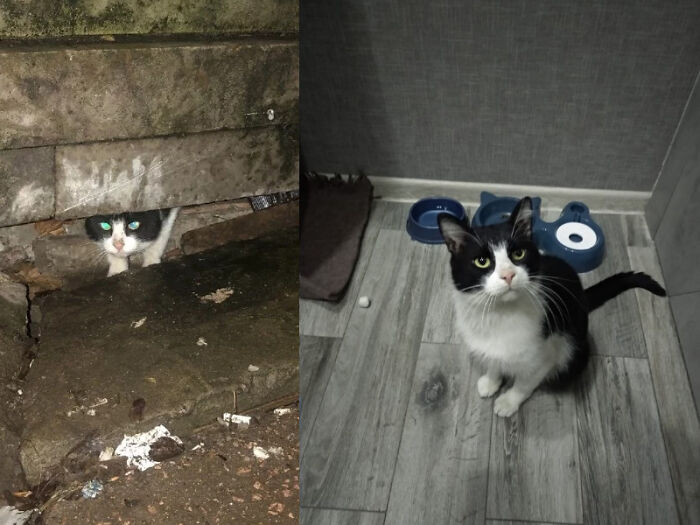 Someone Left A Cat In The Street When It Was Negative 30 Celsius. I Took Him Home And Found A New Family For Him. And Soon After They Sent Me This Picture (On The Right)