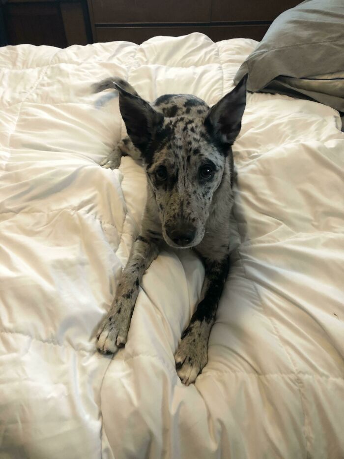 Adopted This Little Monster, She Stole My Heart And Any Socks Lying Around