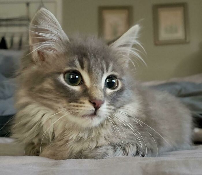 Behold, Our Kitty We Adopted, Boe!