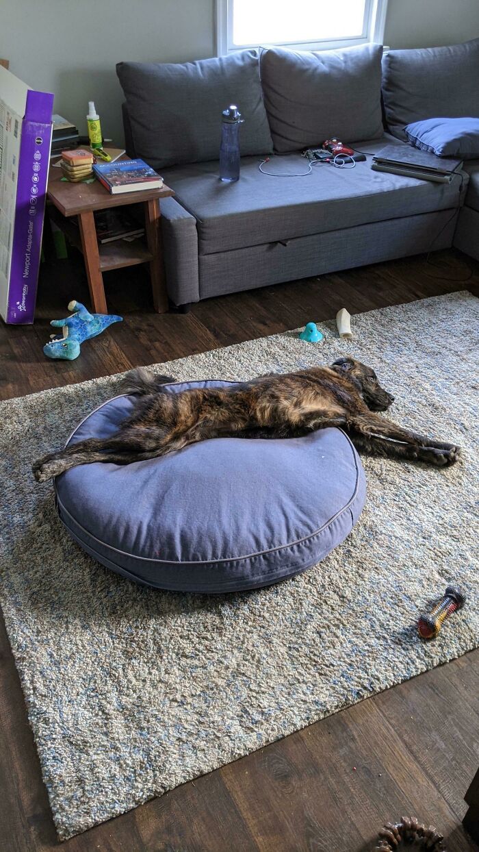 The Dog I Rescued A Few Weeks Ago Is Still Trying To Figure Out This Whole Bed Thing. Ignore The Mess In The Background