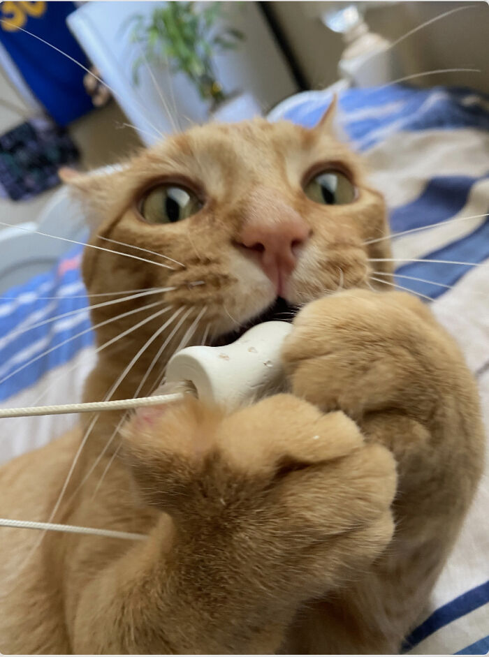 My New Rescue Kitten Playing!