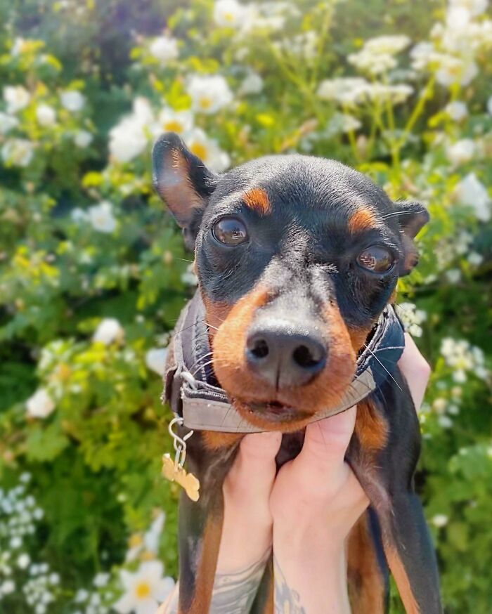 Me And My Boyfriend Rescued This Little Girl From A Neglected Home. It’s Been 2 Weeks And She Is Already My Everything