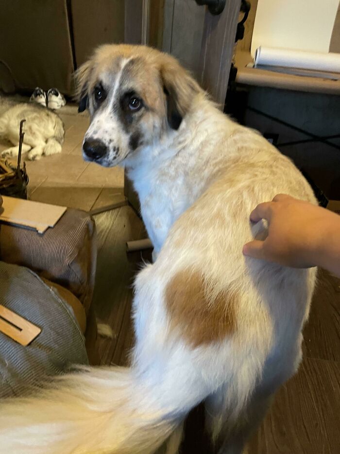 My New Rescue Pup Wears Her Heart On Her Tushie