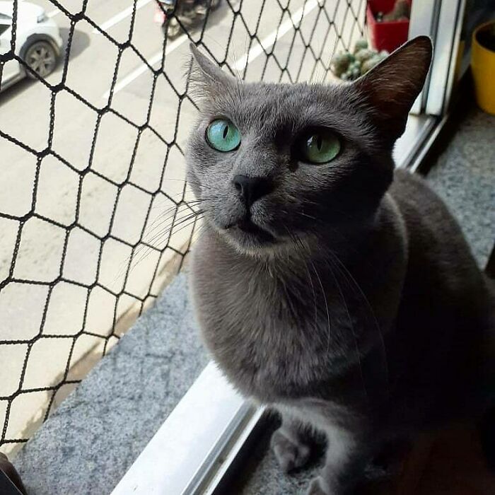 Meet Cinza Our New Rescued Baby