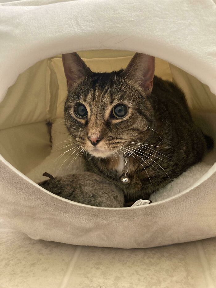 Just Adopted This 5 Year Old Beauty