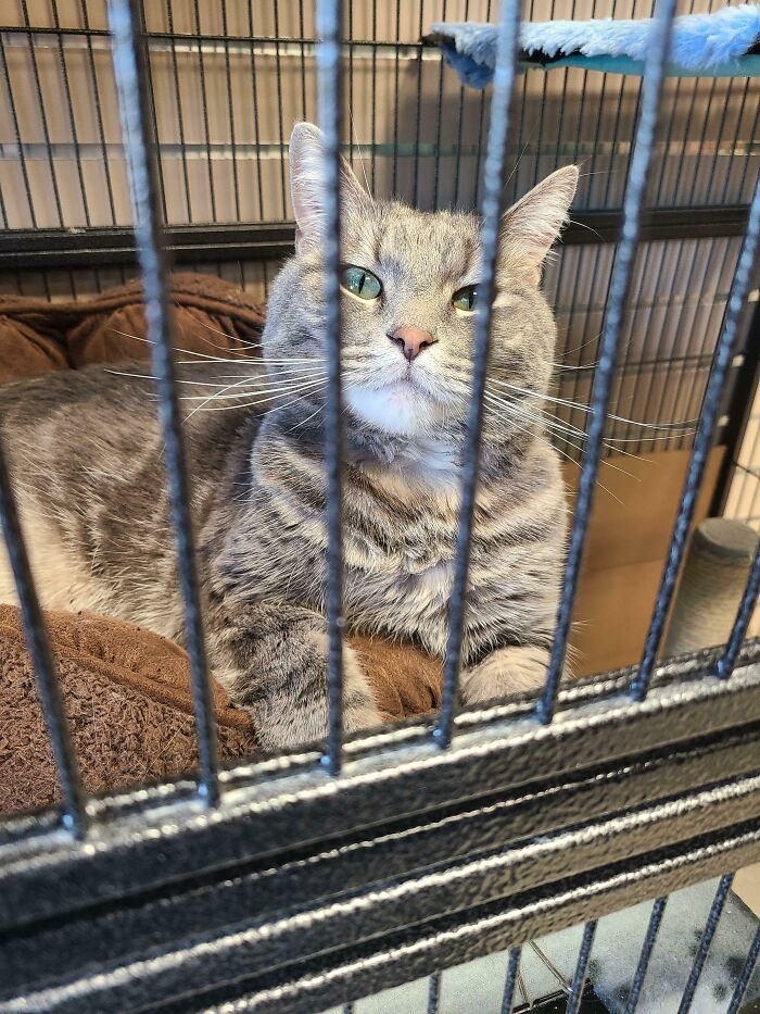 Just Adopted This Handsome Boy. The Shelter Called Him Maverick But We Aren't Sure It Fits Him. He's Got Extra Toes And He's A Tabby Grey Colour. Tell Me All What You Think!