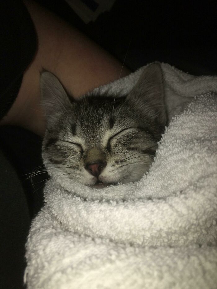 Stray Baby Kitten We Adopted