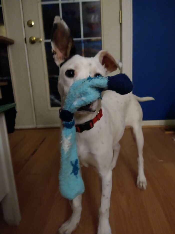 Adopted This Adorkable Baby, Andromeda, Last Month. She Is 6 Months Old And Is All Legs And Spaz!