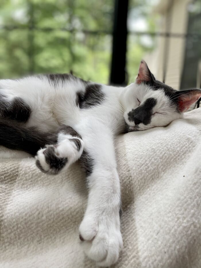 Lola The Hamster, Chase The Dog, Seymour The Cat, And Penelope The Dog. I’m Not Sure If All Pics Are Here