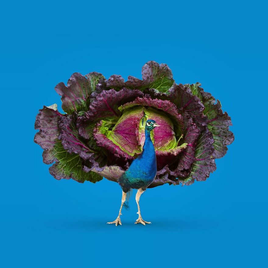 Artist Mixes Animals And Creates The Most Surreal Hybrids You've Ever Seen ( 151 Pics)