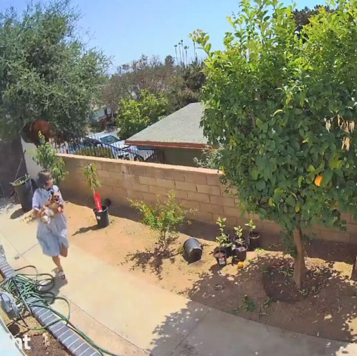 “I Have To Protect Her”: Courageous 17-Year-Old Saves Her Dog From An Aggressive Bear With Cubs By Pushing It Off A Fence “I Have To Protect Her”: Courageous 17-Year-Old Saves Her Dog From An Aggressive Bear With Cubs By Pushing It Off A Fence