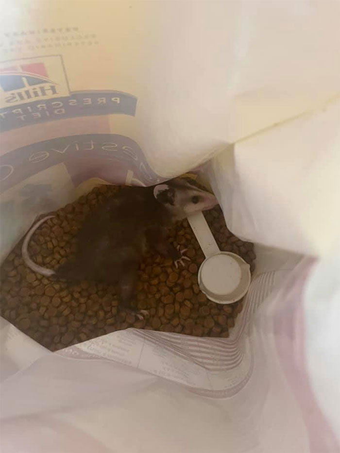 About S*!# Myself Feeding The Pup This Morning. He Was Safely And Hilariously Relocated To The Garden, After Eating And Pooping His Weight In Dog Food. Hoping He Sticks Around To Eat All Da Bugs