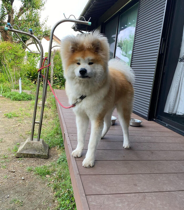 Bob-Akita-Heart-Shaped-Face-Dog
