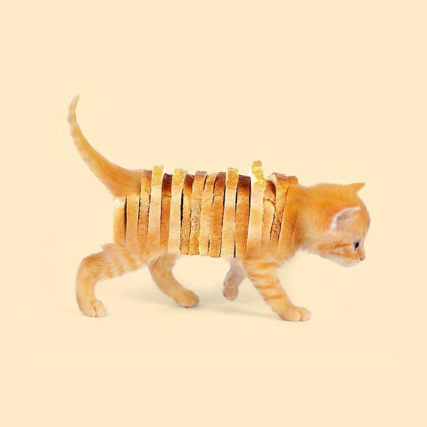 Artist Mixes Animals And Creates The Most Surreal Hybrids You've Ever Seen ( 151 Pics)