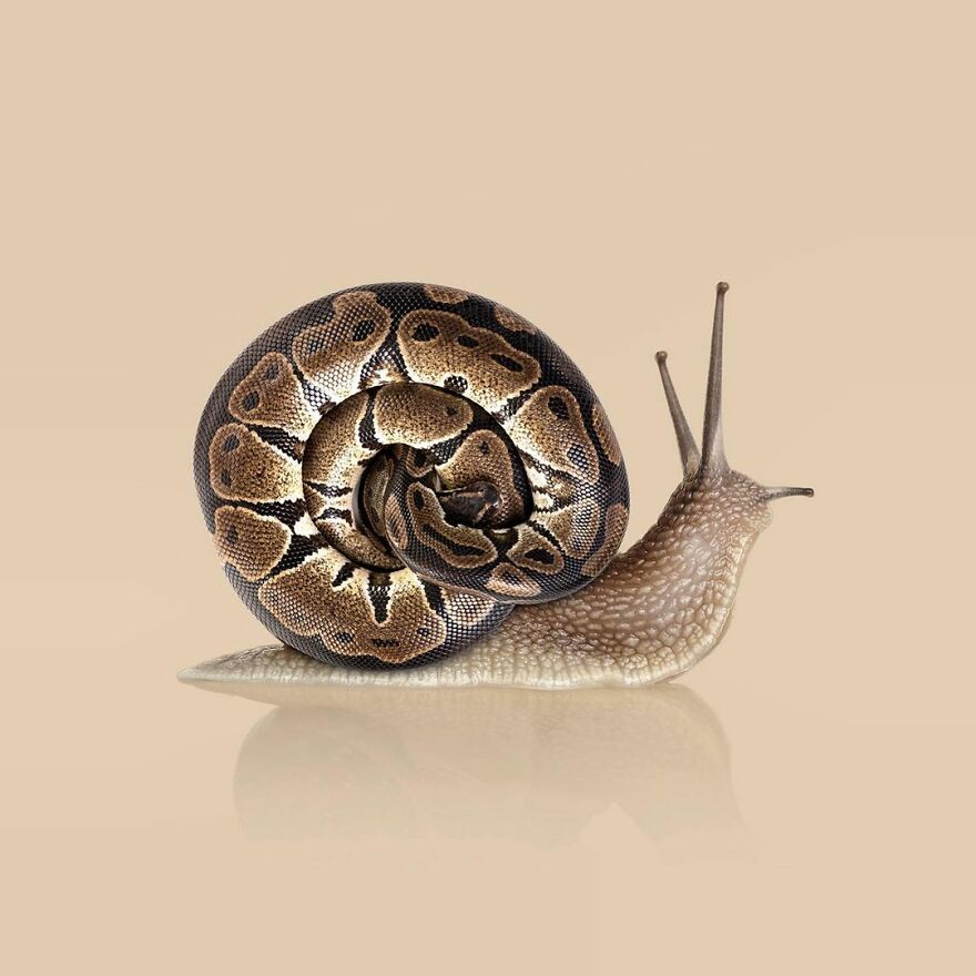 Artist Mixes Animals And Creates The Most Surreal Hybrids You've Ever Seen ( 151 Pics)