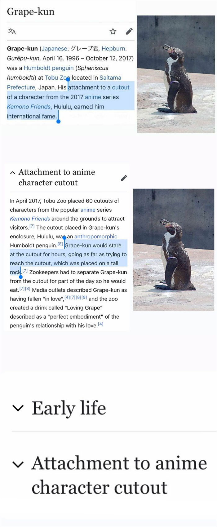 I Am Once Again Thinking About The Penguin Who Fell In Love With A Cardboard Cutout Of An Anime Character And Became So Obsessed That He Needed To Be Separated From The Character In Order To Eat