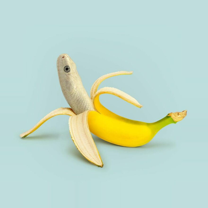 Artist Mixes Animals And Creates The Most Surreal Hybrids You've Ever Seen ( 151 Pics)