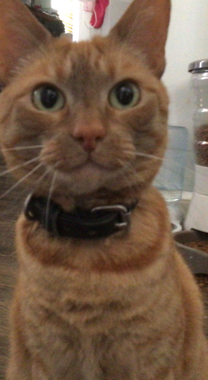 This Is Simba We Named Her After The Main Character From “The Lion King” Later We Found Out That Simba Means Lion... Which Was Pretty Obvious Sense The Main Character Was A Lion But Anyways She’s Small So Know Her Nickname Is Lil Lion 🦁