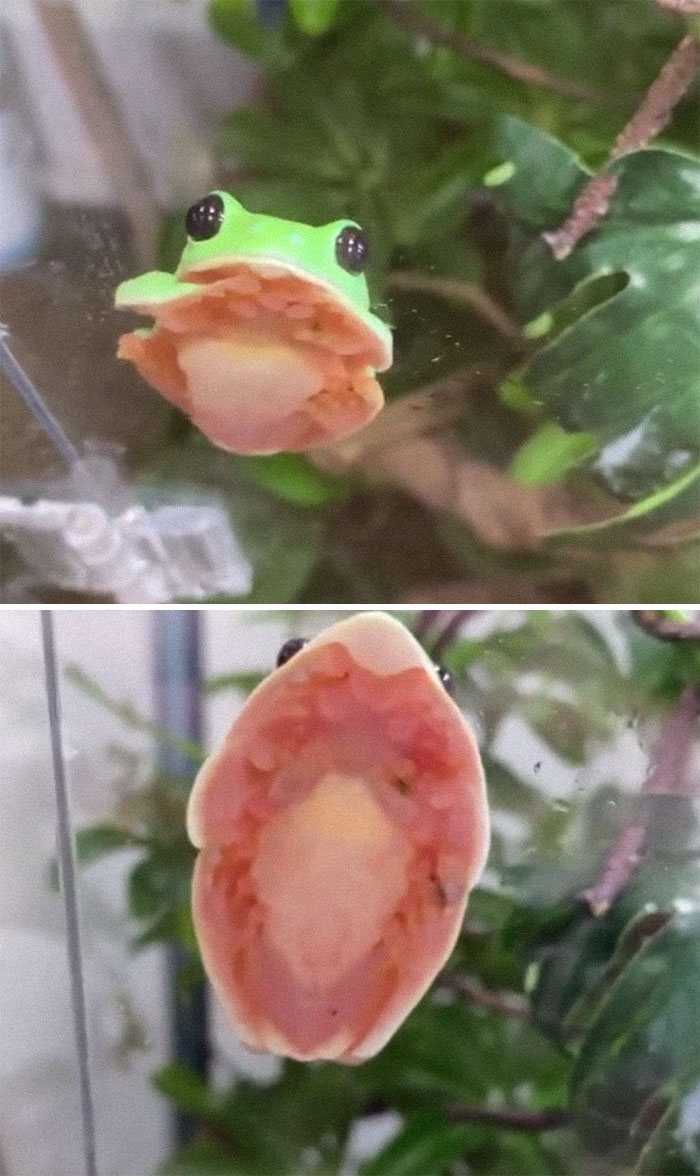 Lemme Just *blob* For U